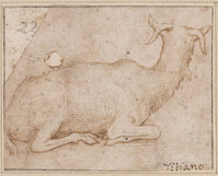 K IX 024
<br/>
Liggende geit
<br/>
<em>Tiziano Vecellio (1488/90-1576) - kopie naar</em>